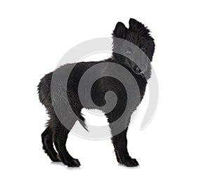 Ppuppy Groenendael dog