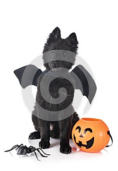 Ppuppy Groenendael dog photo