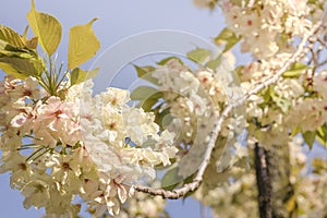 Pqle yellow cherry blossom of Asukayama park in the Kita district of Tokyo, Japan.