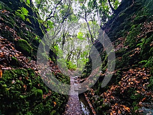 PR 9 Levada do CaldeirÃ£o Verde photo