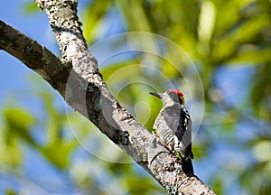 Prachtspecht, Beautiful Woodpecker, Melanerpes pulcher