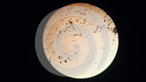 practicum see bacteria through a microscope