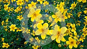 Prado de flores amarillas photo