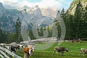 Pragser Wildsee - Heard of cows grazing on the lush green pasture in a valley in Italian Dolomites on a sunny day photo