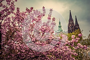 Prague Castle with St. Vitus Cathedral, Hradcany, Czech Republic as seen from spring gardens.