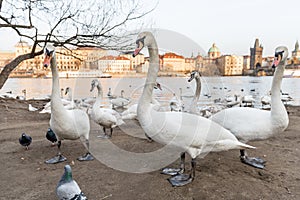 PRAGUE, CZECH - MARCH 14, 2016: People Are Feeding Swan and Dove on Vltana River Coast in Prague, Czech. Charles Karlov Bridge in