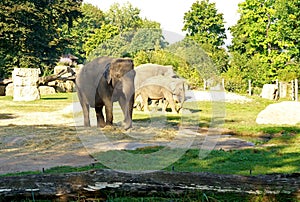 PRAGUE, CZECH REPUBLIC - 2023: Elephants. Prague Zoo is one of the best zoos in the world. Elephants eat hay