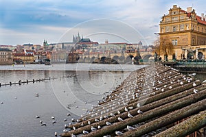 Prague, Czech republic. Herring gulls at Vltava River photo