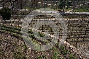 Prague, Czech Republic - March 26, 2021 - Grebovka park- The vineyard with a romantic gazebo lies on a steep slope