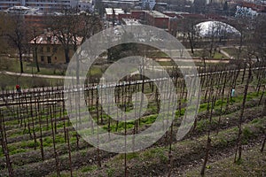 Prague, Czech Republic - March 26, 2021 - Grebovka park- The vineyard with a romantic gazebo lies on a steep slope