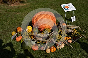 Prague, Czech Republic- October 17, 2022 - an exhibition of pumpkins in the Prague Botanical Garden