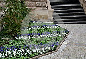 Prague, marble white mosaic, and biennial floral geometric polygonal striped flowerbed of pansies blue blue with drip irrigation a