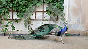 Prague, May 28, 2017. Perfect peacock in the open garden. The male peacock with bright colorful feathers stands near the