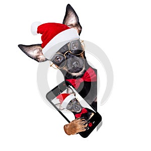 Prague ratter dog christmas selfie santa claus