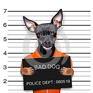 Prague ratter dog police mugshot