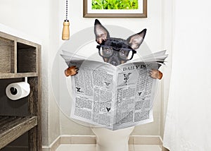 At toilette, toilet seat and reading newspaper dog