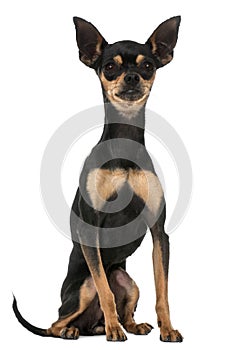 Prague Ratter or Prazsky krysarik