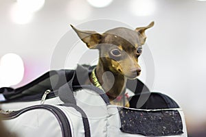 Prague Ratter or Prazsky krysarik