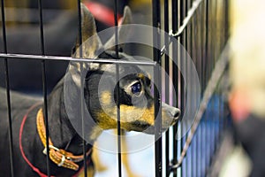 Prague Ratter or Prazsky krysarik