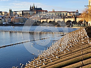 Prague, view of Prague Castle from the opposite bank of the Vltava River