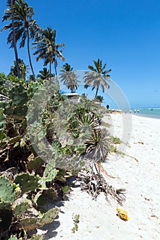 PRAIA DO FRANCES, BRAZIL