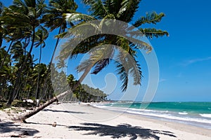 Praia dos Carneiros - Pernambuco, Brazil