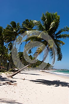 Praia dos Carneiros - Pernambuco, Brazil