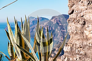 Praiano - Cactus with scenic view from hiking trail between Positano and Praiano at the Amalfi Coast, Campania, Italy, Europe