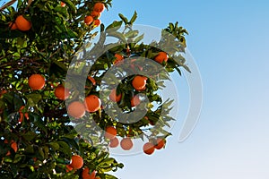 Praiano - Orange tree with fruits in Nocelle on the Amalfi Coast