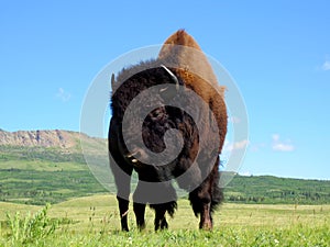 Praire Bison in Waterton Lakes National Park photo