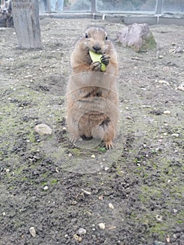 Praire dog eating a green apple photo