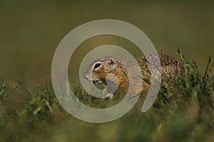 Praire dog in grass take a photo shot in direct sunlight photo