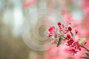 Praire Fire Crabapple bright pink blossom in April Spring photo