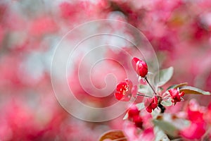 Praire Fire Crabapple bright pink blossom in April Spring photo