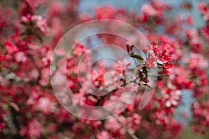 Praire Fire Crabapple bright pink blossom in April Spring photo