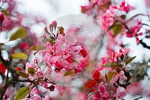 Praire Fire Crabapple bright pink blossom in April Spring photo