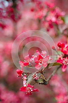 Praire Fire Crabapple bright pink blossom in April Spring photo