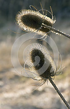 Praire Grass Pods Backlit by Sun