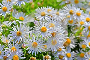 Prairie Aster ( lat. Aster amellus )