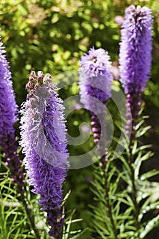 Prairie blazing star in a Seattle garden photo