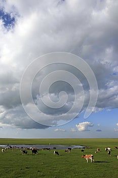 Prairie, cattle, sky, cloud