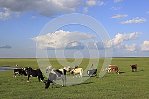 Prairie, cattle, sky, cloud