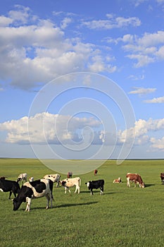 Prairie, cattle, sky, cloud