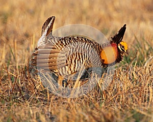 Prairie chicken photo