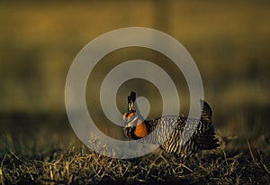 Prairie Chicken