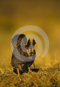 Prairie Chicken on Lek