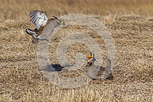 Prairie Chicken Scuffle