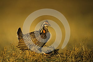 Prairie Chickens on Lek