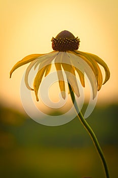 Prairie Coneflower