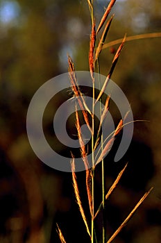 Prairie Cord Grass   52206